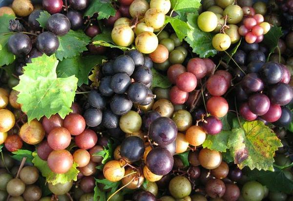 grape cultivars